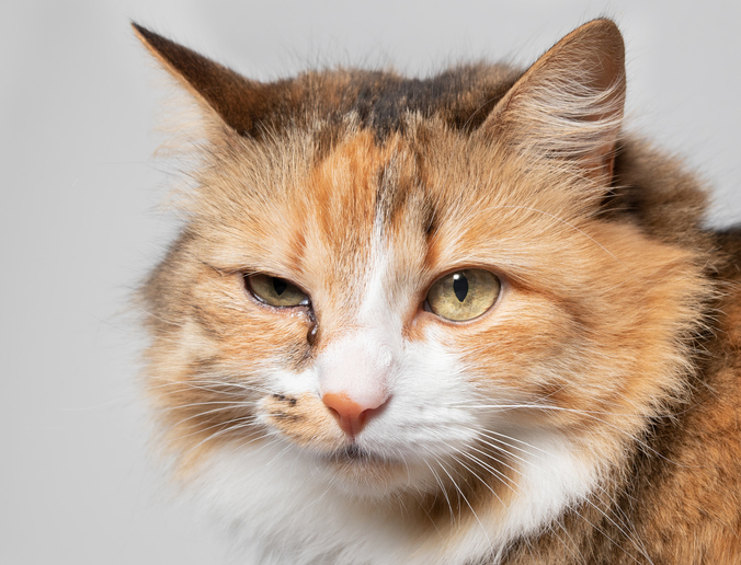 Feline Herpes: Symptoms and Treatment charlotte, nc