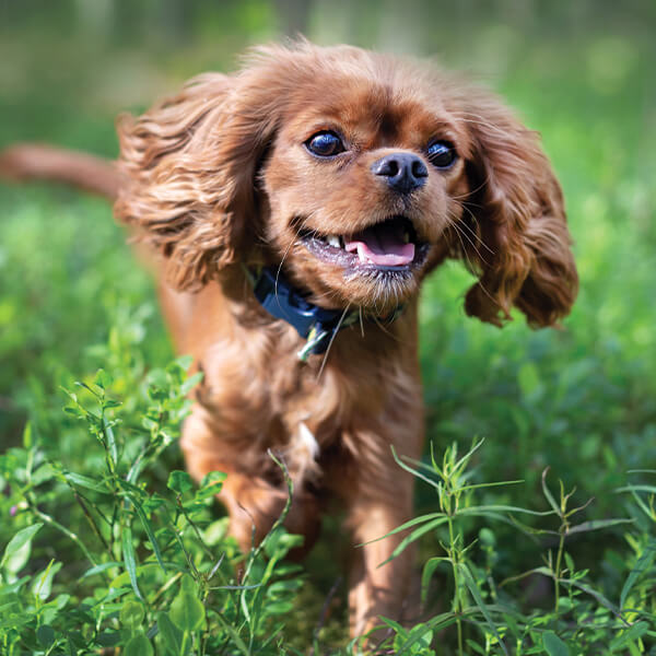 Treating Allergies in Pets in Asheville, NC Partners Animal Hospital