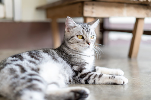 american-shorthair-cat-laying-on-the-floor