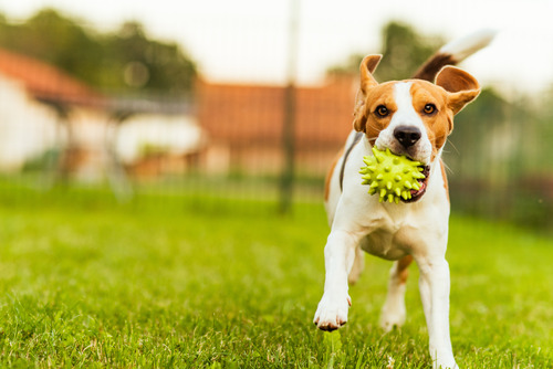 beagle-dog-running-in-dog-park-with-ball-in-mouth