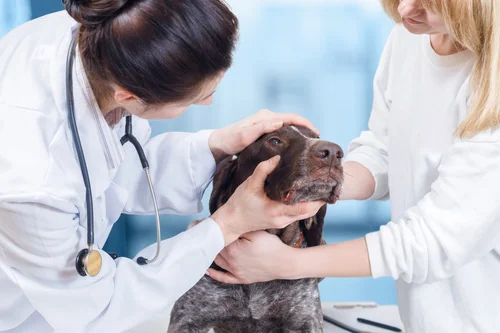 vet-examining-dog's-eye-at-clinic