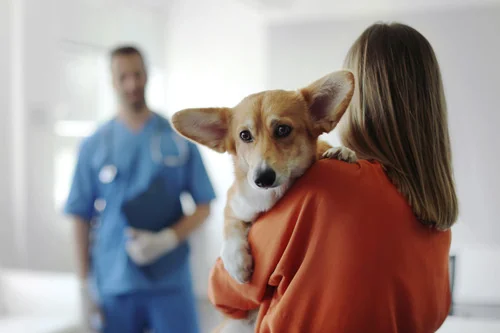 female-owner-holding-corgi-dog-while-talking-to-vet-at-clinic