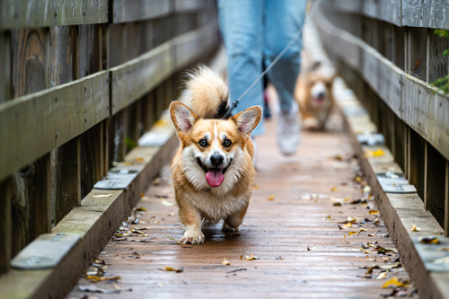 smiling-corgi-dog-walking-across-wet-bridge-on-rainy-day-with-owner-and-another-corgi-dog-in-the-background