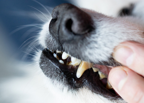 owner-opening-dog's-mouth-revealing-tartar-on-teeth