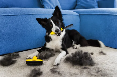 black-and-white-border-collie-is-neatly-groomed-and-lies-resting-on-a-carpet-next-to-a-blue-couch-holding-a-yellow-and-black-comb-in-his-mouth