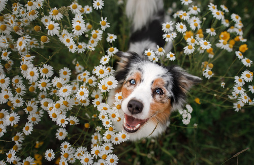 tricolor-australian-shepherd-in-daisy-field