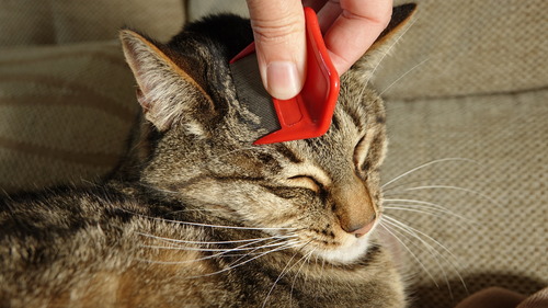 owner-using-flea-comb-on-cat