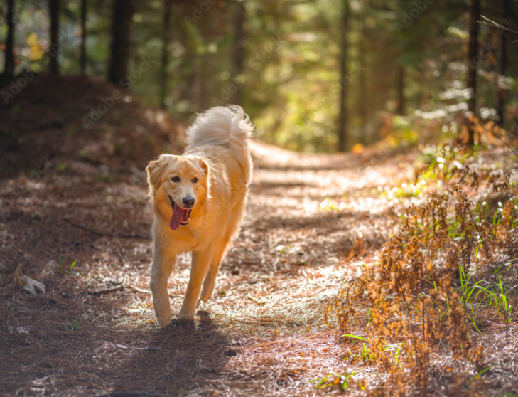 dog running in woods