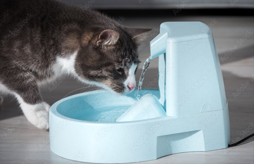 cat drinking from water fountain