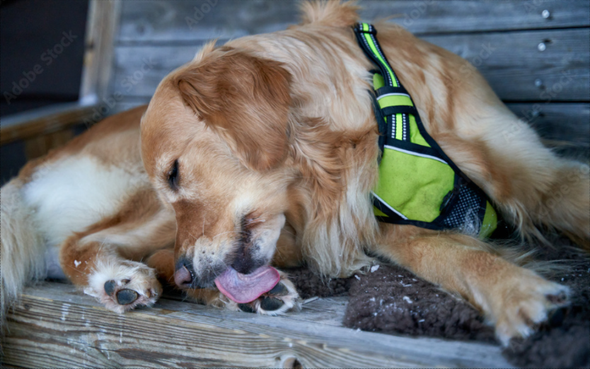 dog licking paw