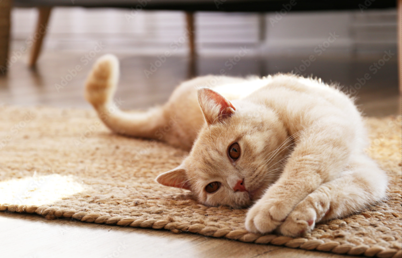 cat stretching