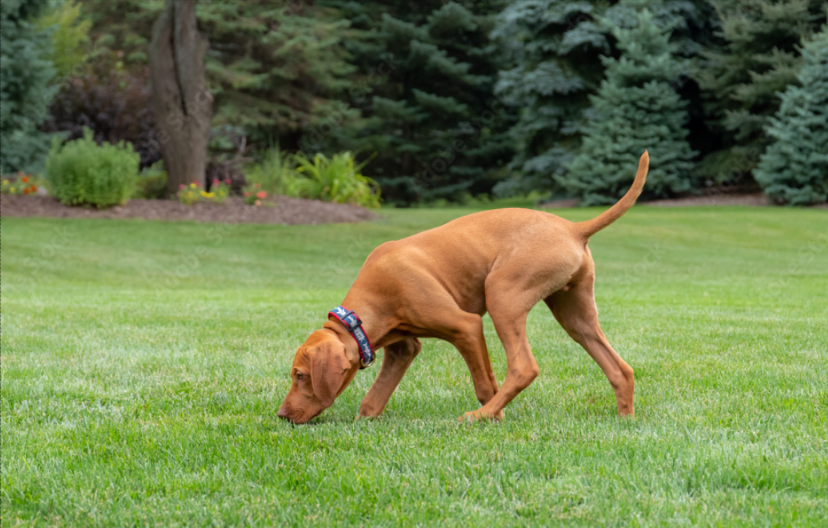 dog walking in yard