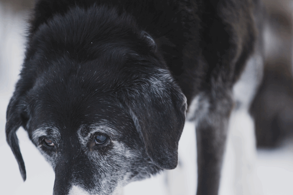 Senior Black Lab in Snow