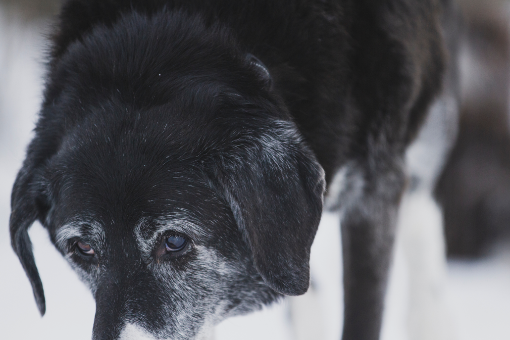 Senior Black Lab in Snow