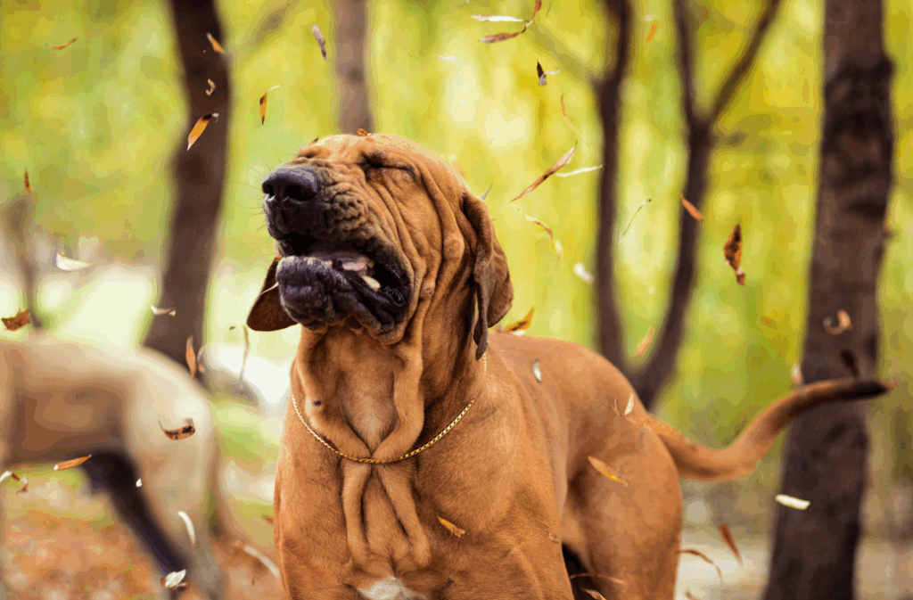 Bloodhound Dog Sneezing