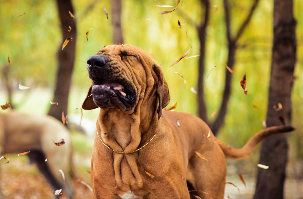 Bloodhound Dog Sneezing