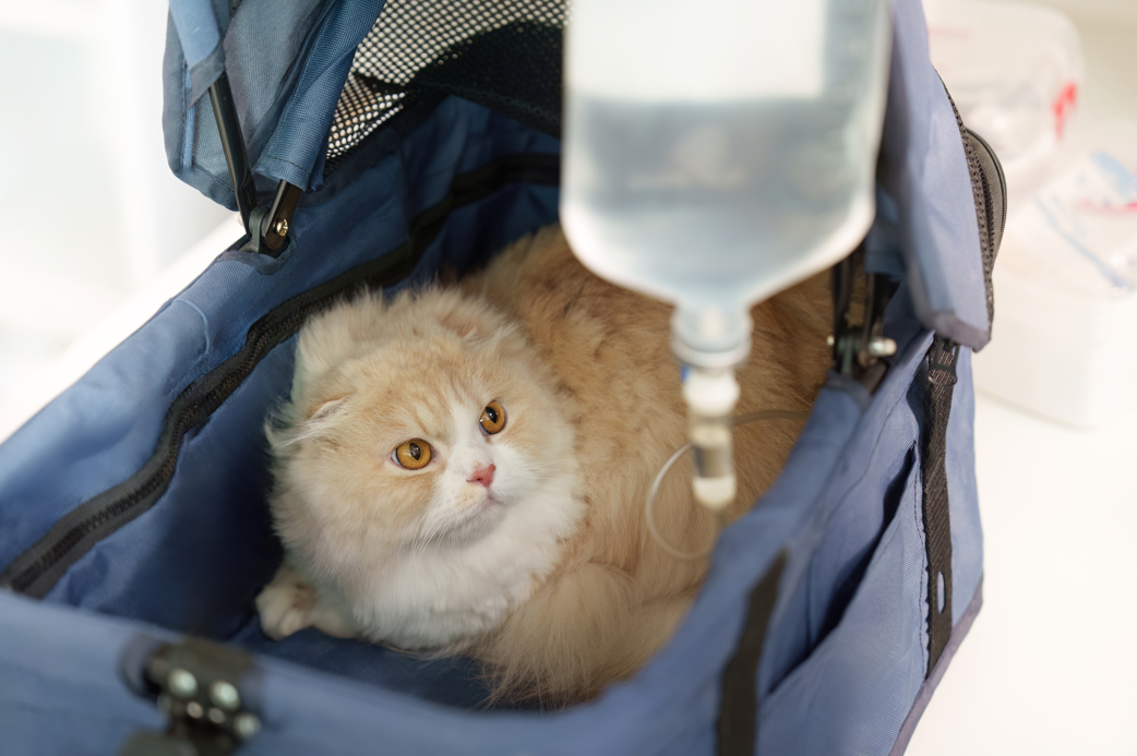 Cat receiving fluids