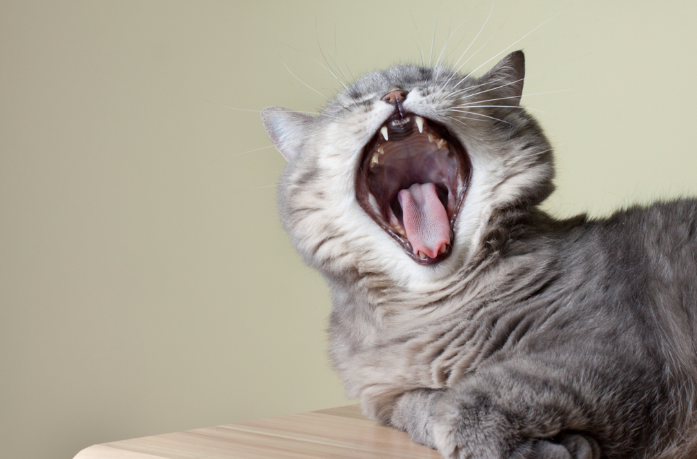 Gray Cat yawning and showing teeth