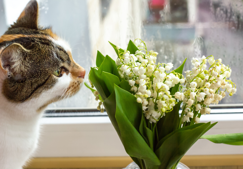 Cat sniffing flowers
