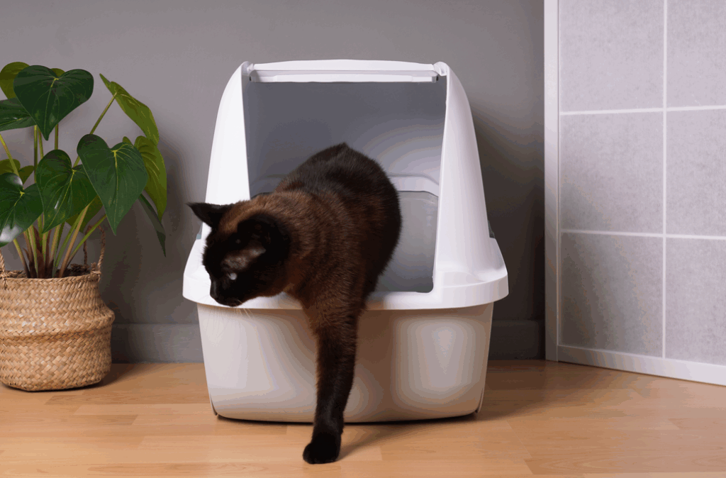 Black Cat stepping out of litter box