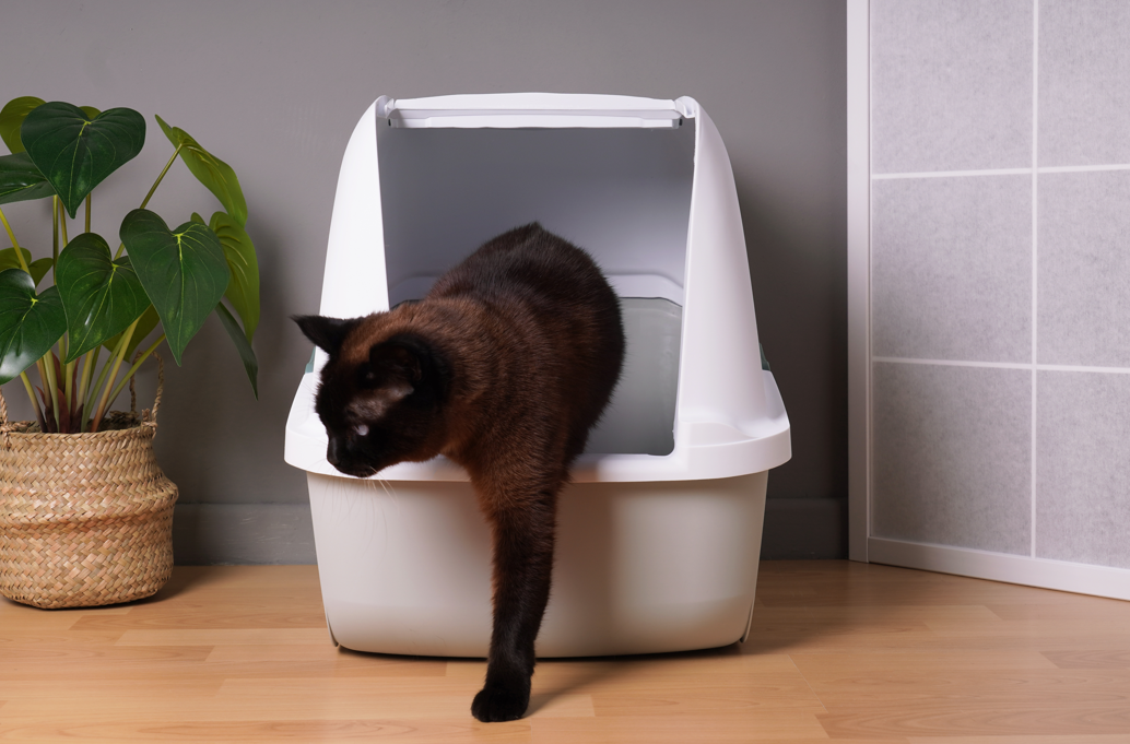 Black Cat stepping out of litter box