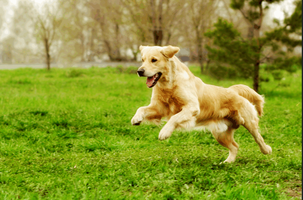 Healthy Golden Retriever Running Outside