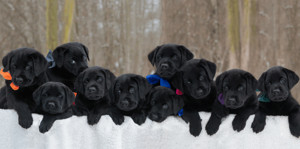 Litter of black lab puppies