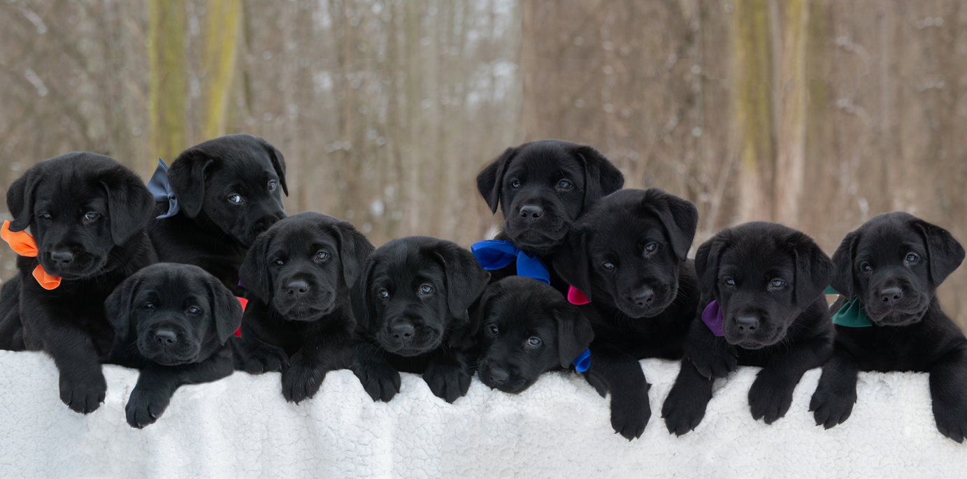 Litter of black lab puppies