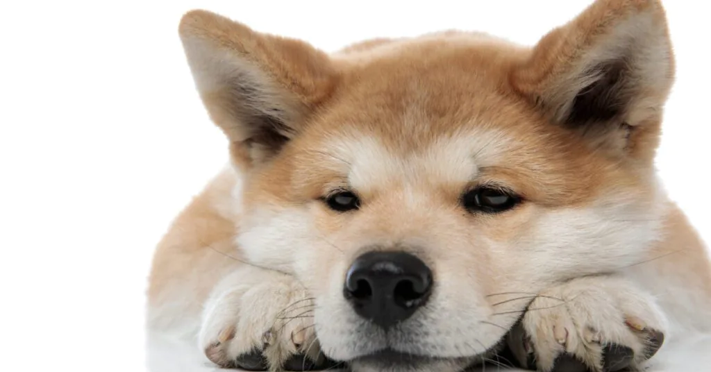 close up of lethargic dog laying on the floor