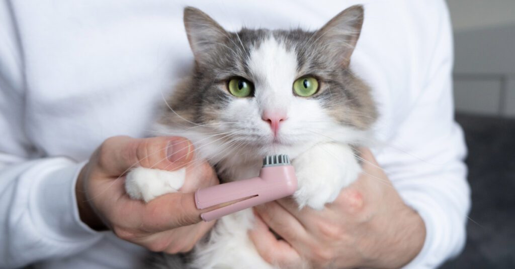 vet holding cat before brushing its teeth