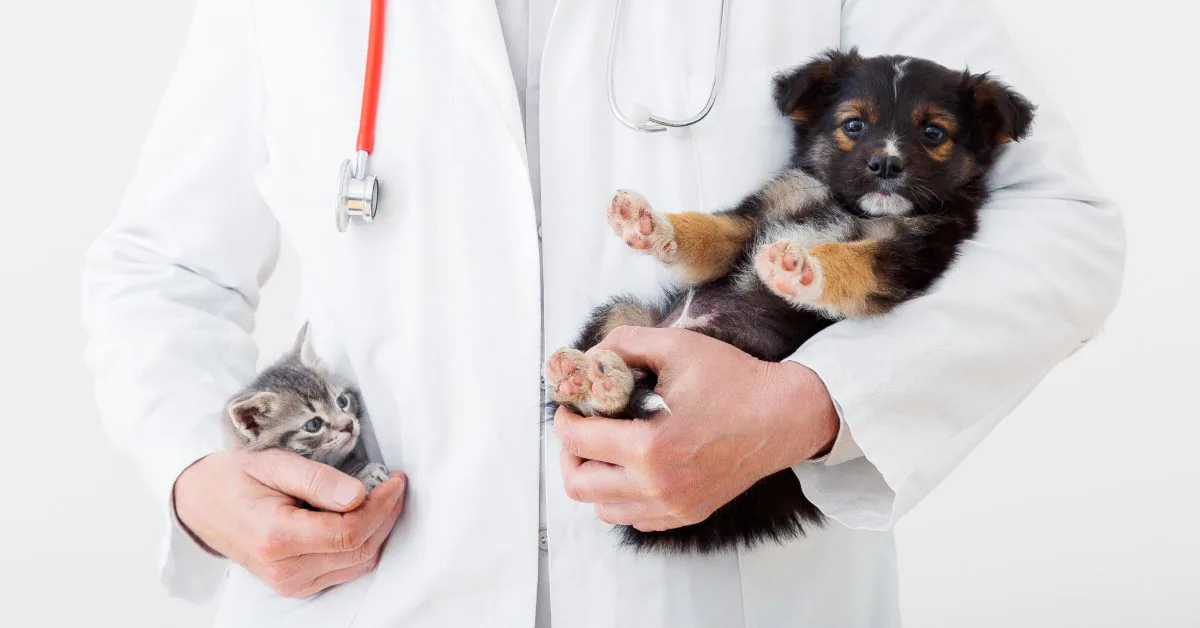 vet holding a puppy and kitten in each arm