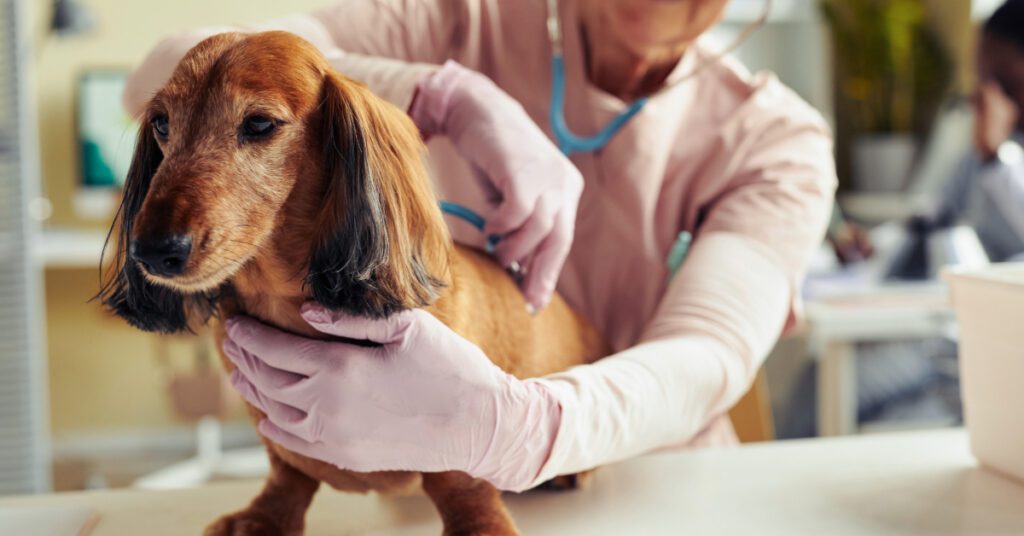 senior dachshund dog receiving check up at vet