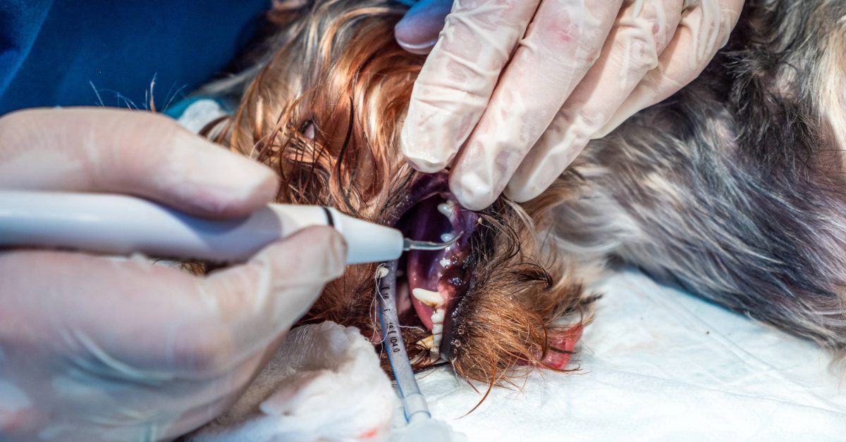 close up of dog receiving professional dental cleaning at clinic