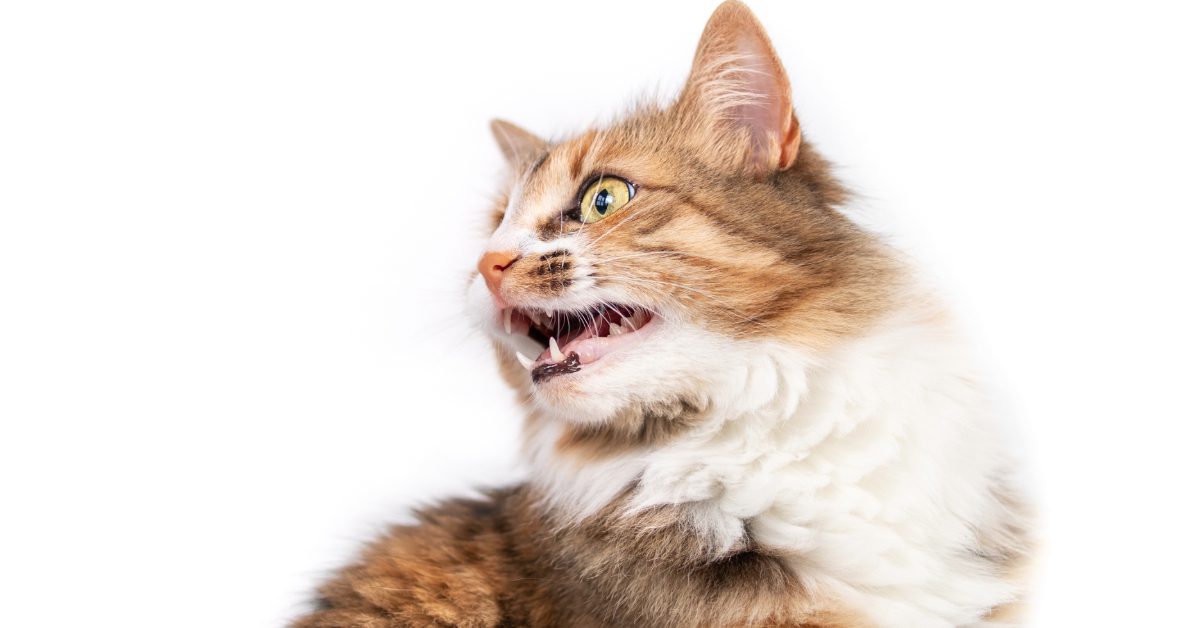 cat chattering its teeth