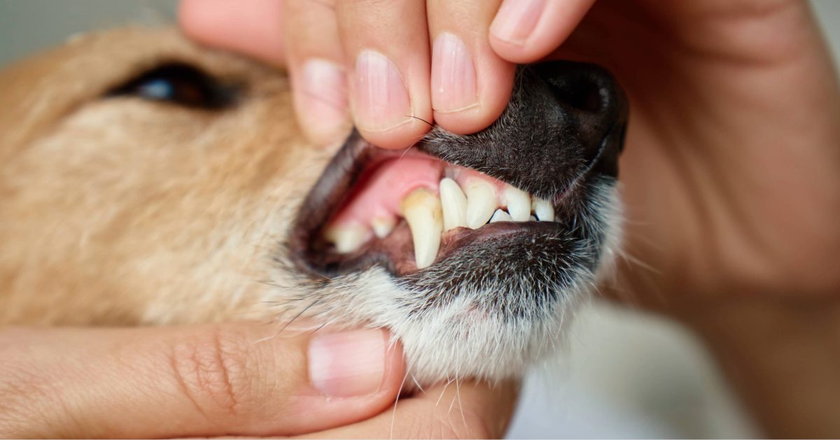close up of owner checking dog's teeth
