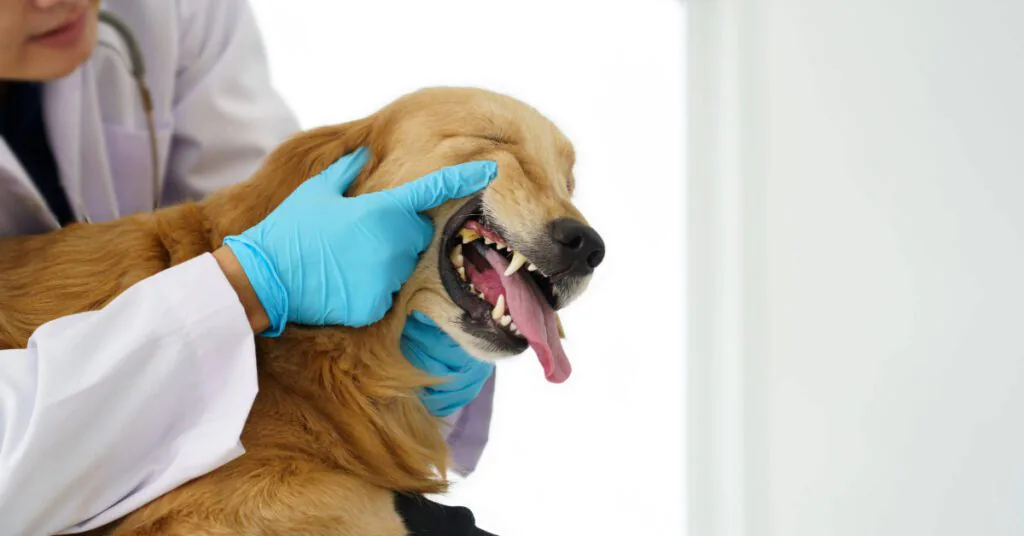 vet checking dog's teeth at clinic