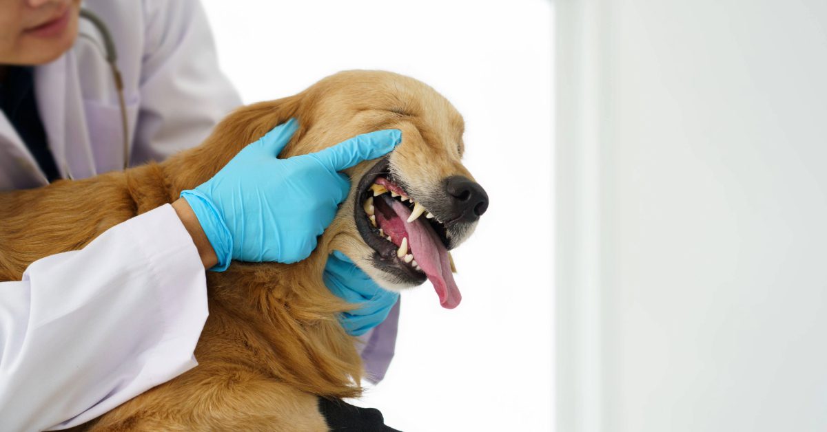 vet checking dog's teeth at clinic