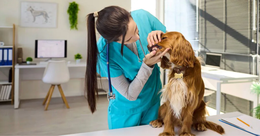 female vet checking dog's gums at clinic