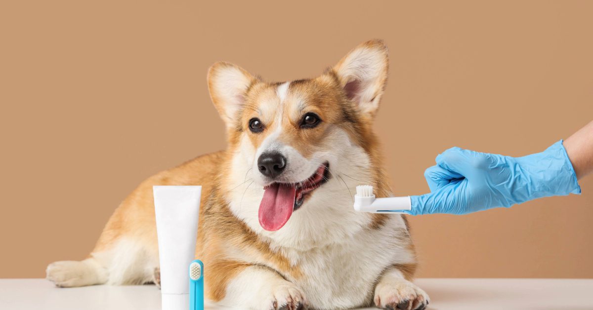 vet getting ready to brush corgi dog's teeth
