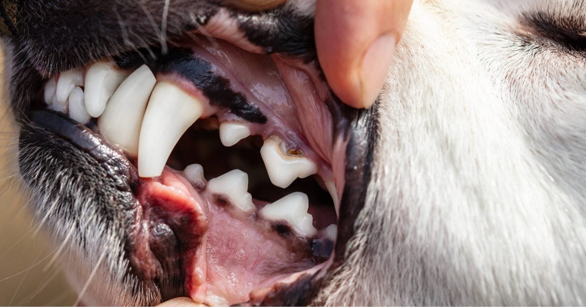 close up of owner checking dog's teeth for early signs of dental disease in dogs