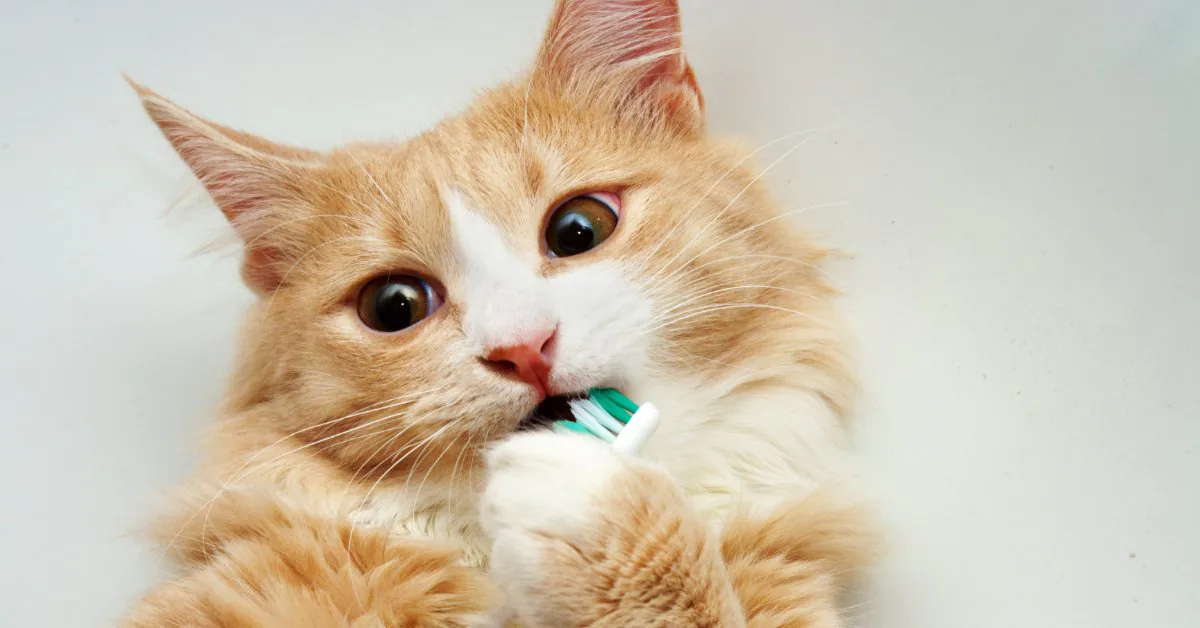orange and white cat playfully chewing on a toothbrush