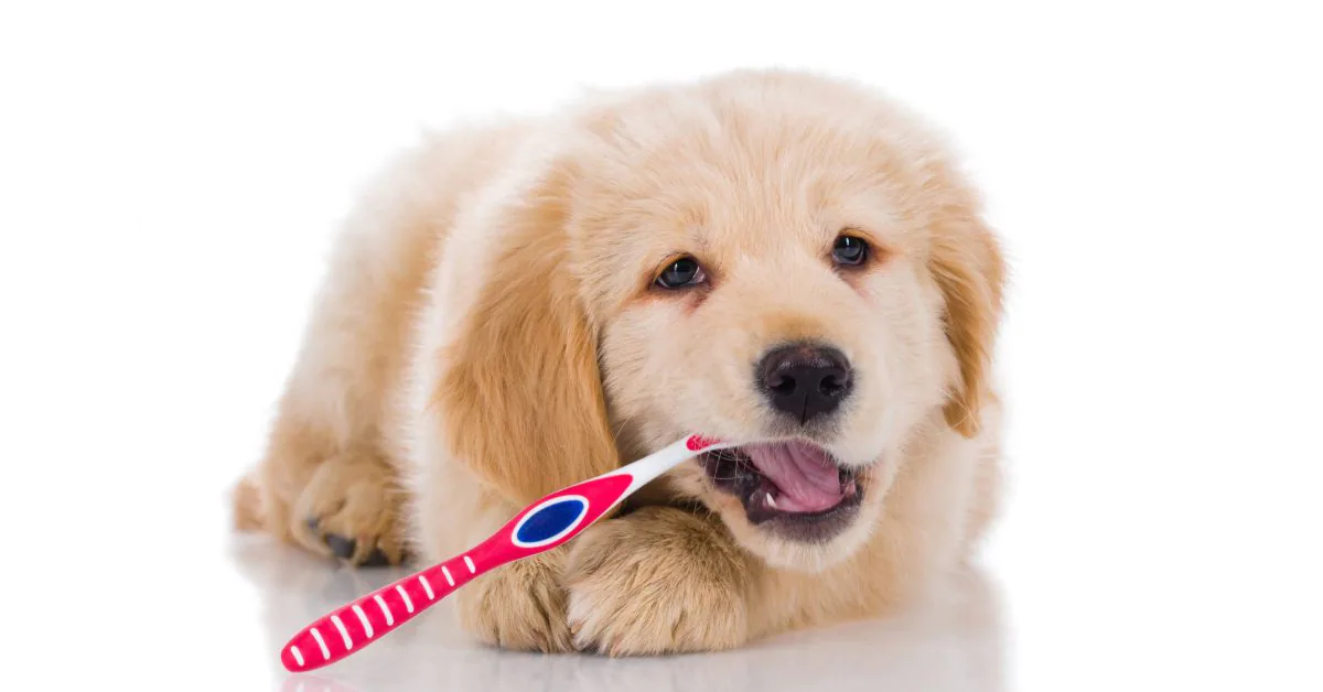 golden retriever puppy chewing on a toothbrush