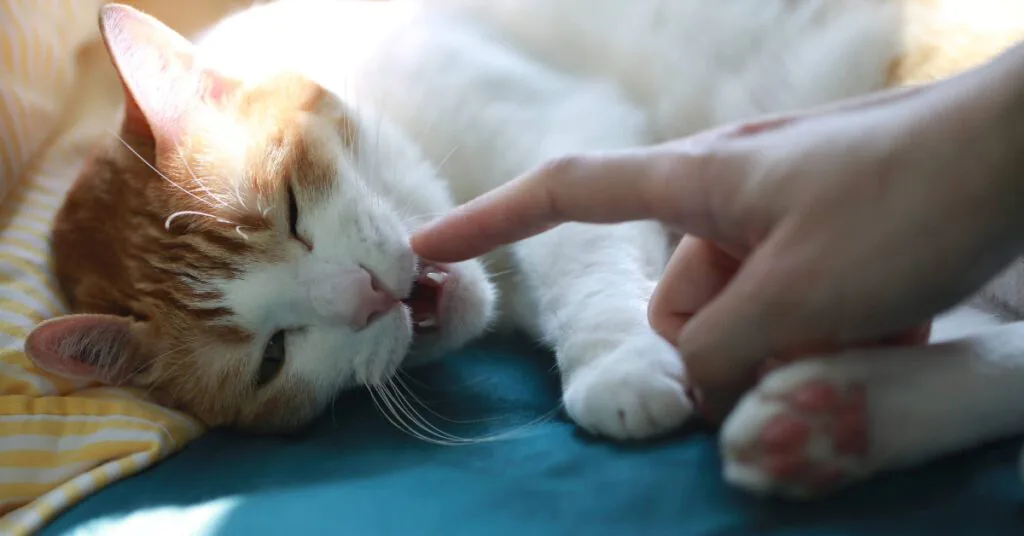 owner checking cat's teeth at home