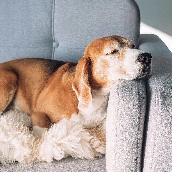 Pet Urgent Care Asheville Nc Dog on couch