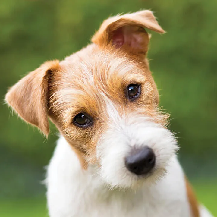 dog with head tilted