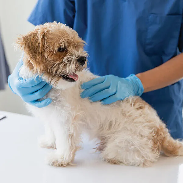 Dog at Vet