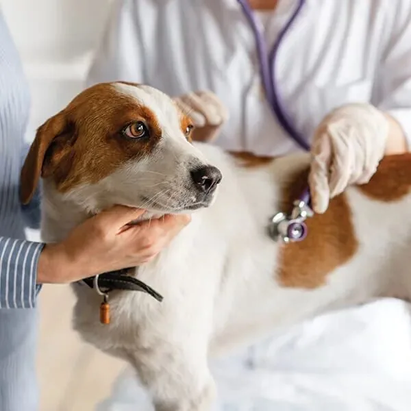 Brown And White Dog With Stethescope Brown And White Dog With Stethescope