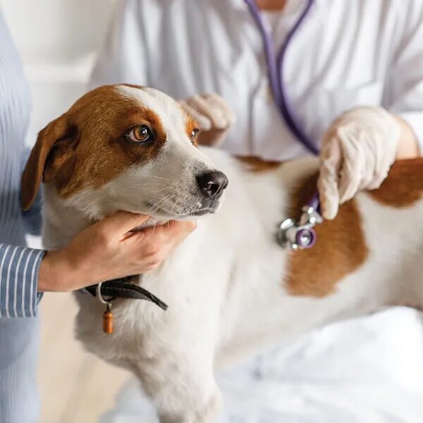 Brown And White Dog With Stethescope