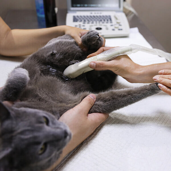 Cat Getting Ultrasound