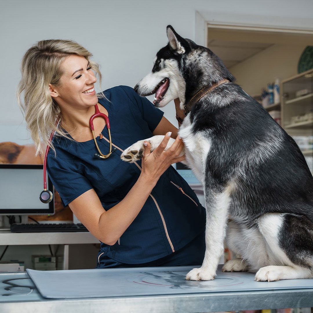 female veterinarian smiling while examining husky on exam table